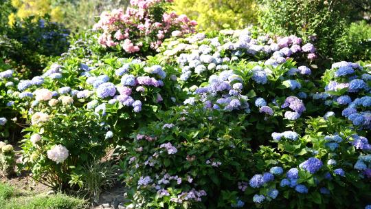 绣球花花园花海园艺开花云南大理丽江昆明