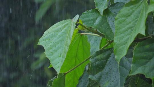 春季雨天雨水雨季树叶雨滴