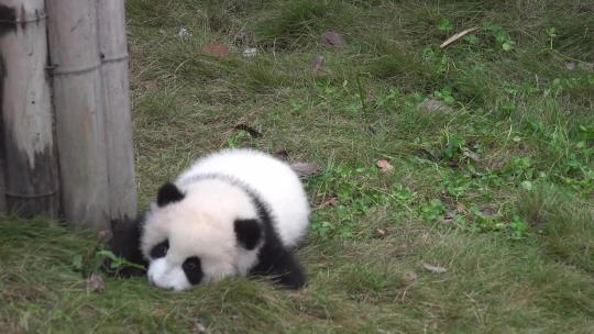 成都大熊猫繁育中心  四川成都  大熊猫
