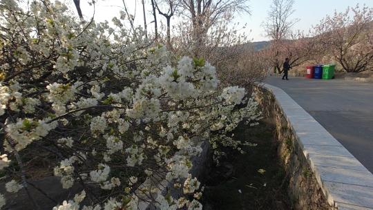 昆嵛山六度寺村的樱桃花