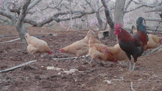 养鸡果园里一只公鸡和一群母鸡