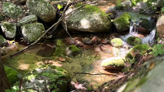 森林苔藓植物围绕小溪流水氛围感旅拍大片