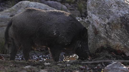 野猪在岩石上的泥土中觅食中视图slomo视频素材模板下载
