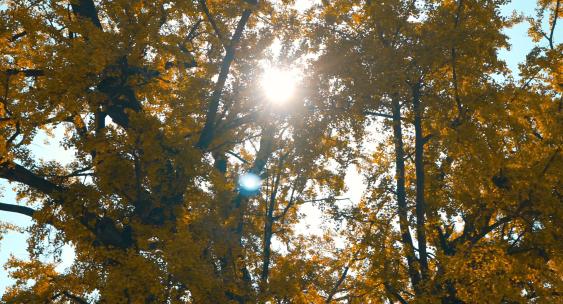 阳光透过银杏树