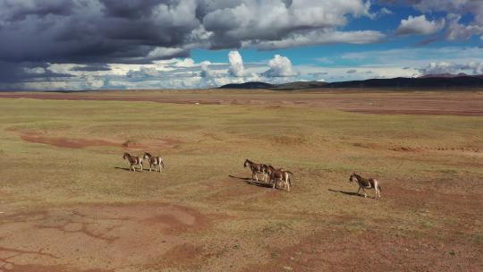 4K航拍可可西里藏野驴藏羚羊