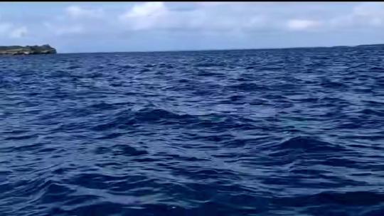 大海追逐海豚的脚步视频素材模板下载