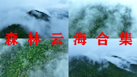 云雾森林云海树林航拍森林雨天森林俯拍树林高清在线视频素材下载