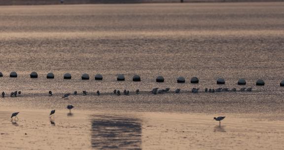 深圳湾的各种鸟类