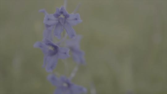 【log】【空镜】【升格】高原上的蓝翠雀花