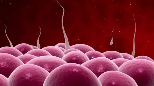 精子释放细胞核受精的显微视频4K