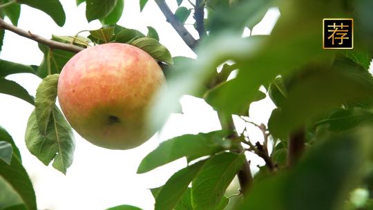 大片果园苹果园苹果树苹果种植 水果种植