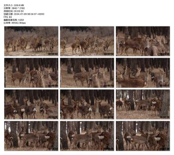 树林中鹿群的和谐生活高清在线视频素材下载