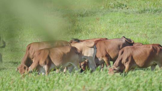 海南黄牛在农场悠闲地吃草视频素材模板下载