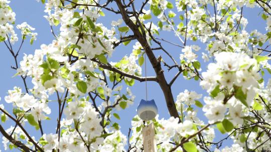 梨花视频蓝天下盛开的白色梨花