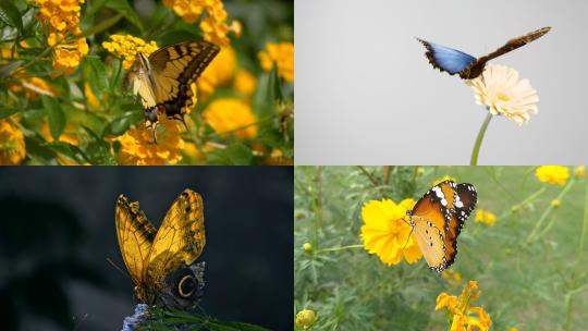 [合集]自然微距拍摄蝴黄色蓝色灰色蝴蝶