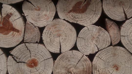 木头木材原木横截面特写年轮视频素材模板下载