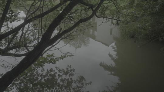 中国南方水乡森林湿地池塘湖泊夏季树木倒影视频素材模板下载