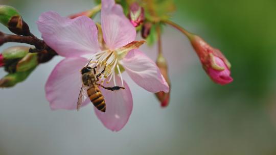 昆虫蜜蜂采蜜特写