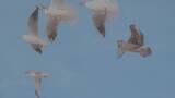 蓝天和平鸽慢镜飞翔飞舞仰拍高清在线视频素材下载