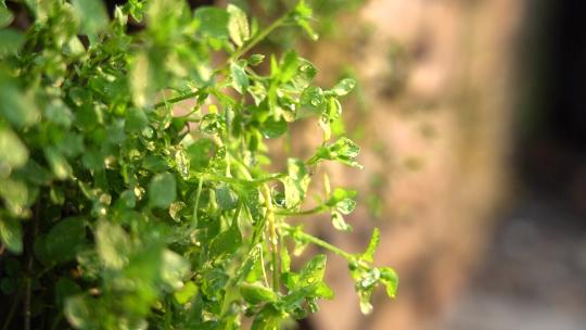 4K春天植物微距光影水珠空镜意境实拍视频
