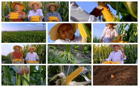 农民伯伯收玉米高清在线视频素材下载
