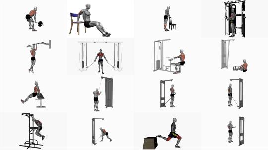 人体肌肉健身运动3D演示动画健身器材锻炼