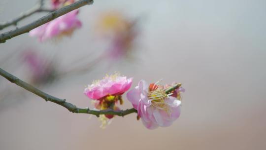 春天梅花盛开 梅园 春天到了