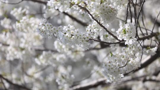 济南五龙潭，春季樱花植物盛开洁白如雪