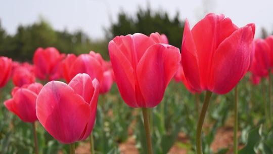 春天公园里盛开的郁金香花海自然风光