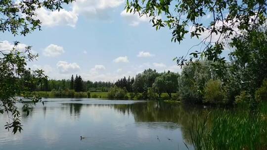 野鸭在湖里游泳