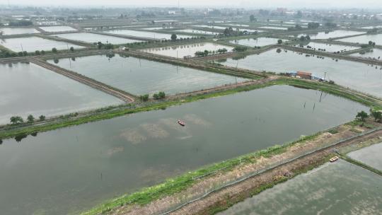 航拍武汉荆州小龙虾养殖基地