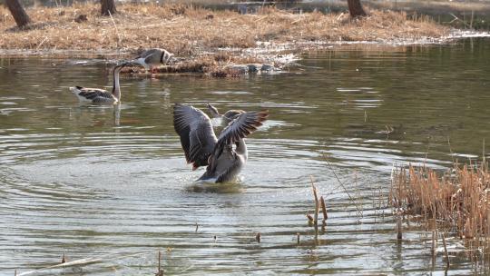 大雁在水中展翅游动