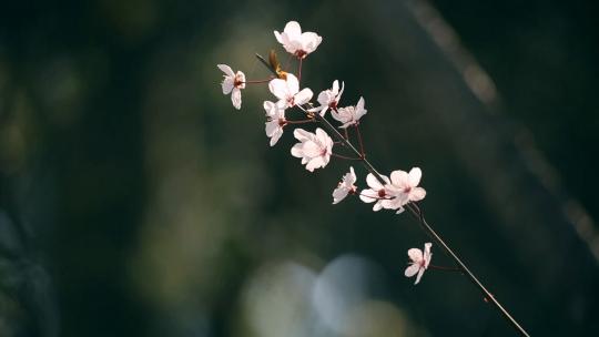 初春公园里开放的樱花视频素材模板下载