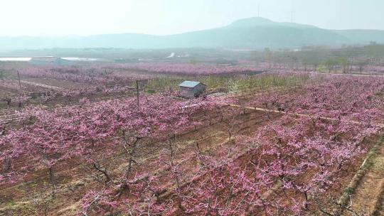 大片桃花林桃花园