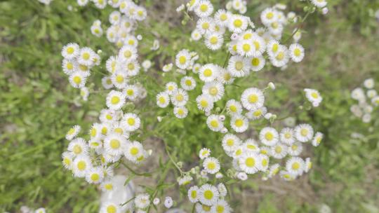 小清新鲜花阳光和雏菊