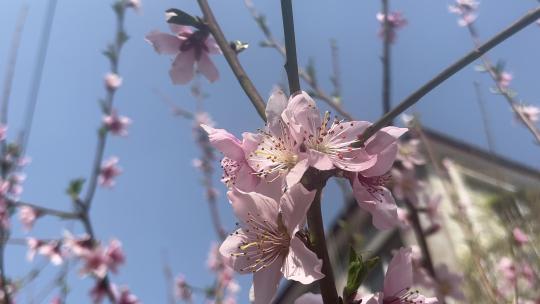 春天盛开的樱花桃花