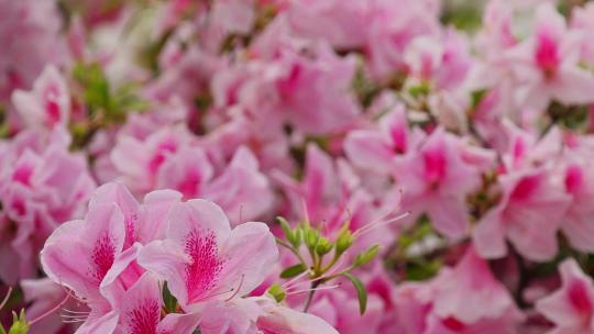 春暖花开杜鹃花盛开