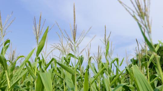 玉米 稻草 五谷 种植粮食