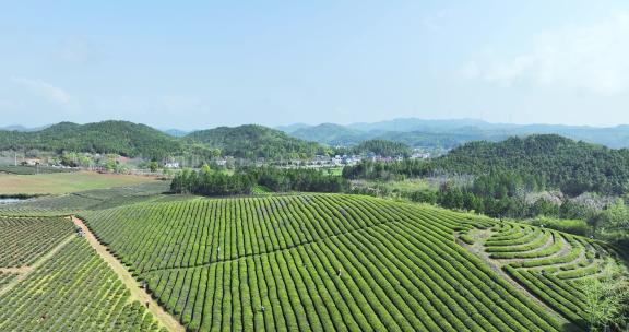茶叶种植园航拍视频，皖南春季乡村风景