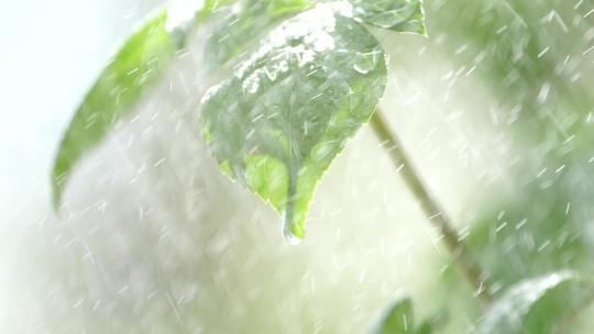 雨中的绿植视频素材模板下载