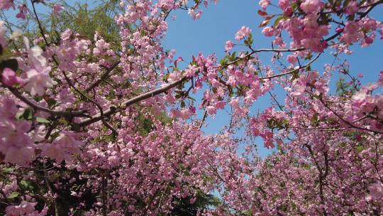 春天森林公园海棠花盛放唯美清新浪漫户外