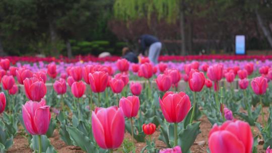 春天公园里盛开的郁金香花海自然风光