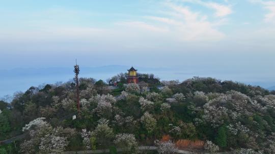 重庆云龟山樱花航拍