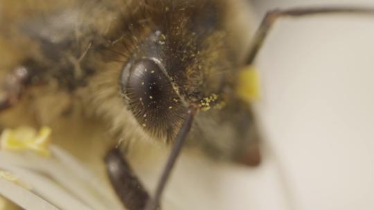 蜜蜂 采蜜 特写蜜蜂