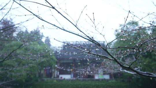 慢动作拍摄下雨天杭州岳王庙树枝上挂着水滴