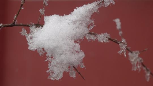 树枝挂着厚厚的积雪春雪