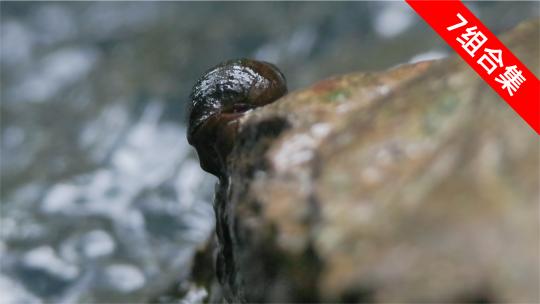 微观探秘：螺蛳爬行礁石上的溪畔生活