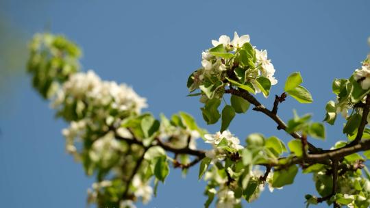 春暖花开梨花梨树花盛开苹果花花蕾花蕊
