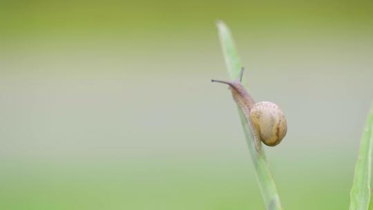 绿色自然小清新蜗牛爬行-立夏