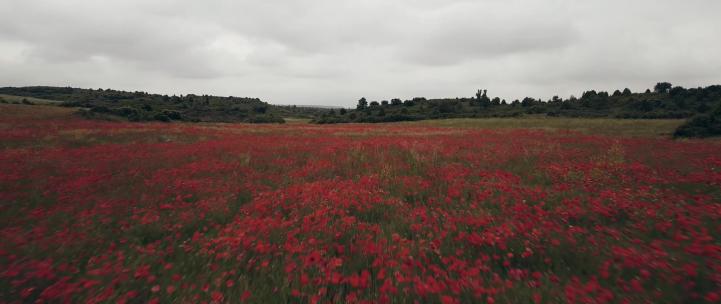 春季花海满山红花航拍